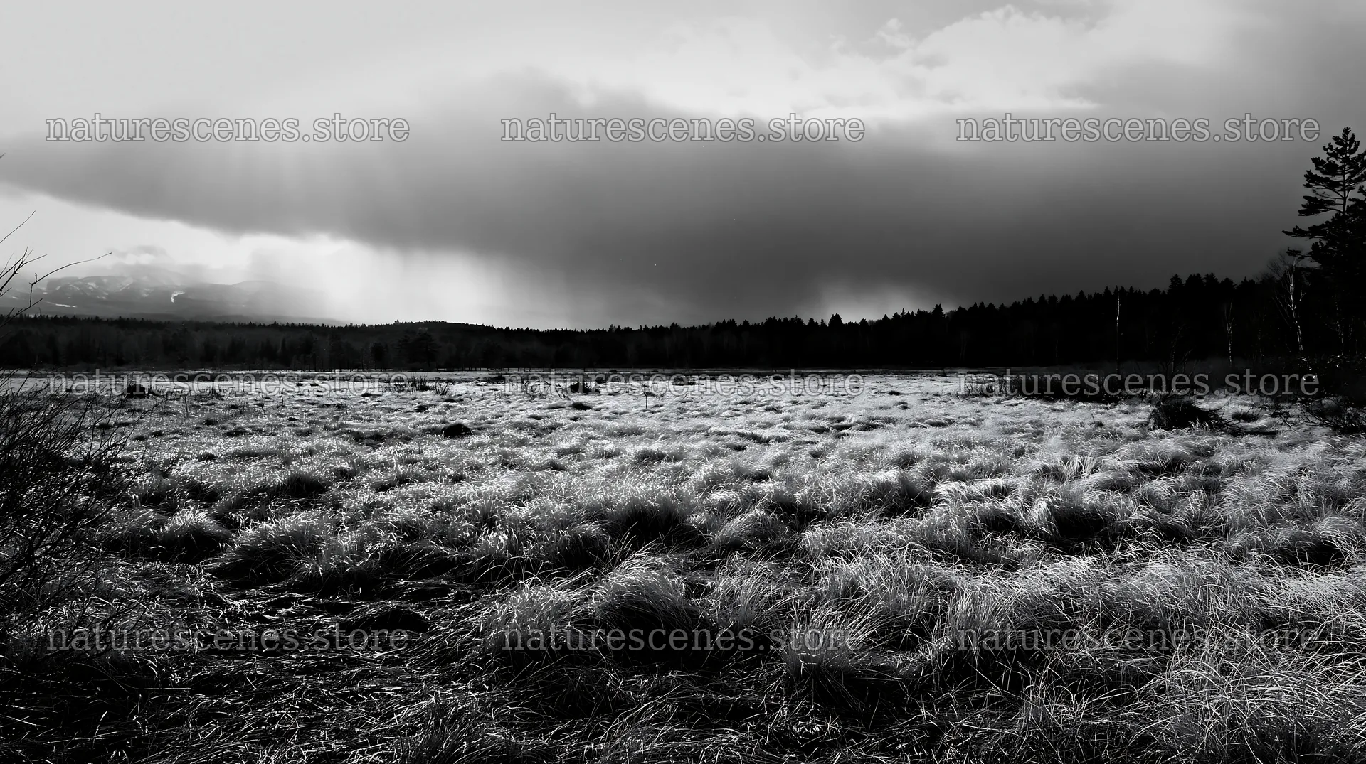 Akita snowmelt meadow with silver grasses under cloudy sky – nature scenes 10608x5938