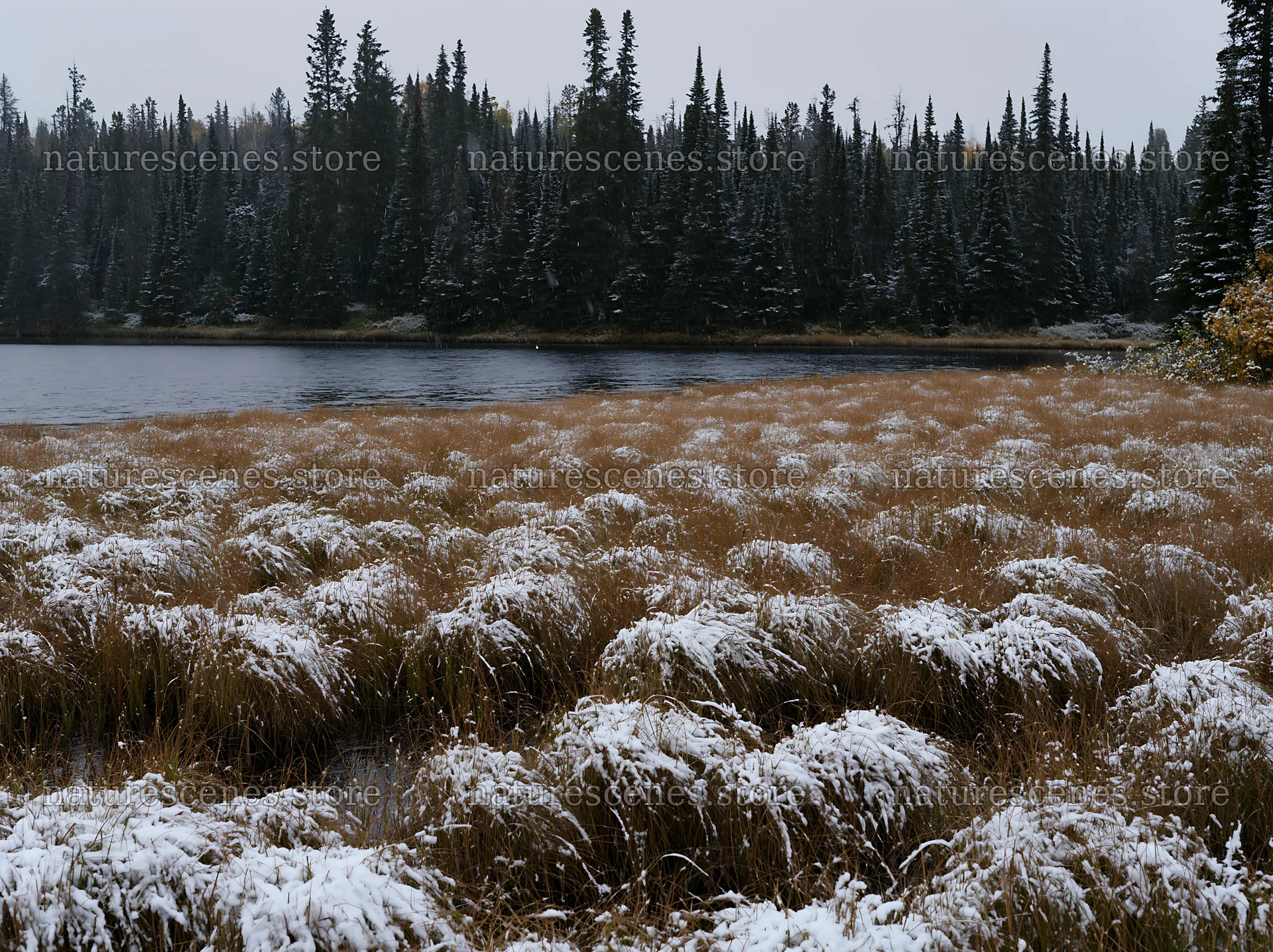 Lakeside meadow after first snowfall with snow-covered grass – nature scenes 9174x6866