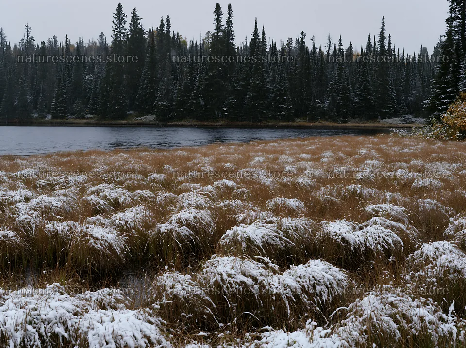 Lakeside meadow after first snowfall with snow-covered grass – nature scenes 9174x6866