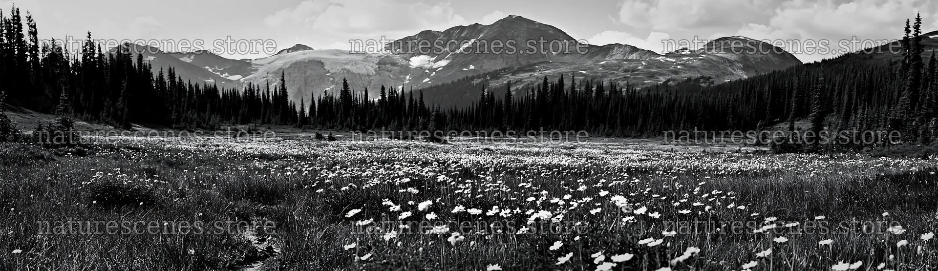 Mountains and wildflowers in a climate-resilient meadow – nature scenes 14762x4268