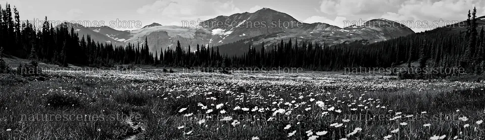 Mountains and wildflowers in a climate-resilient meadow – nature scenes 14762x4268