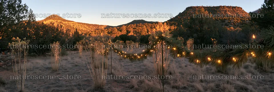 Expansive Christmas meadow with garland and drought tolerant stems – nature scenes 13690x4602