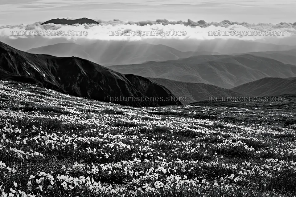 Daisetsuzan alpine meadow with light rays and mountain backdrop – nature scenes 9722x6480