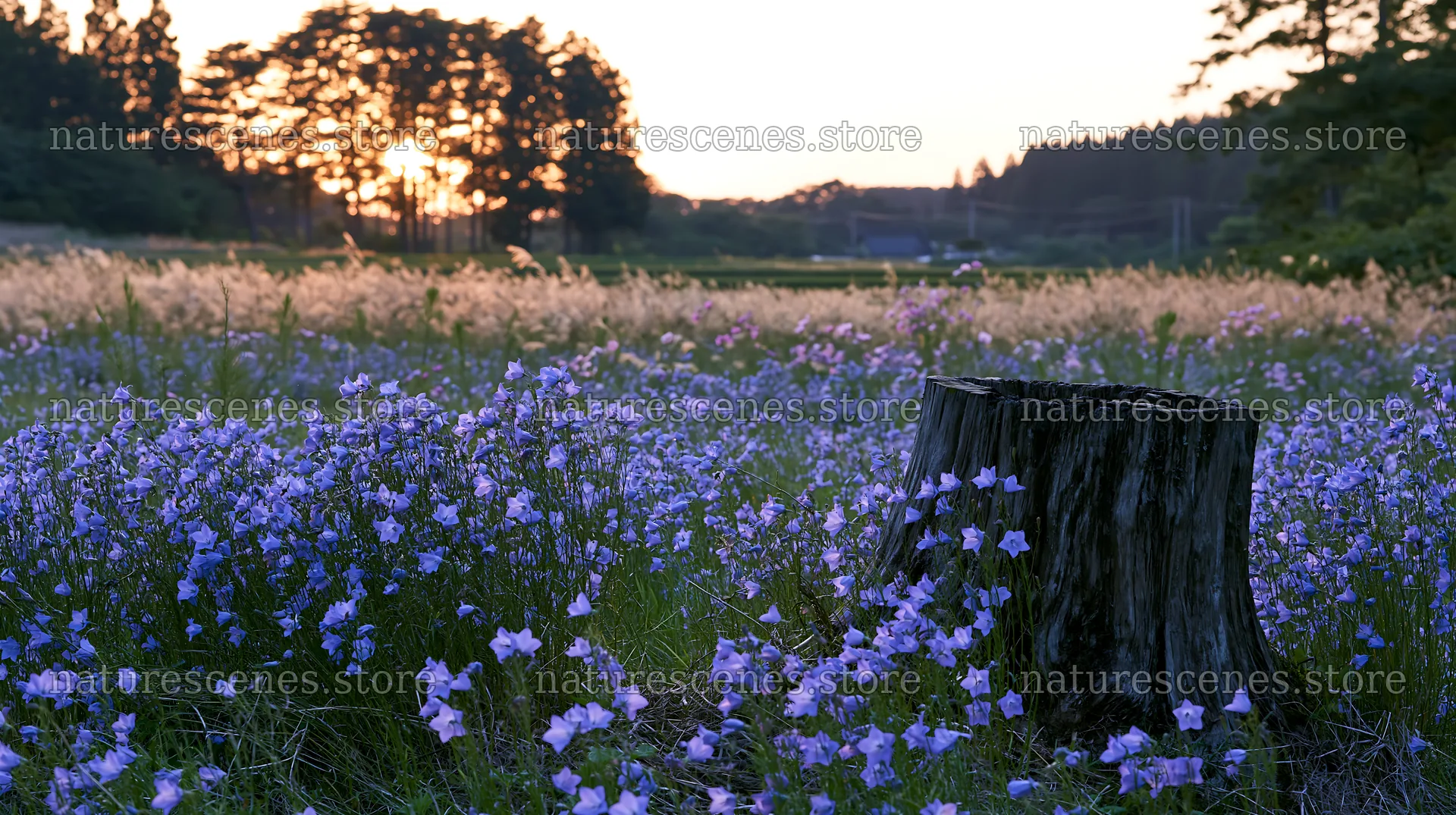 Fukushima meadow with weathered stump and flowers at sunset – nature scenes 10608x5938