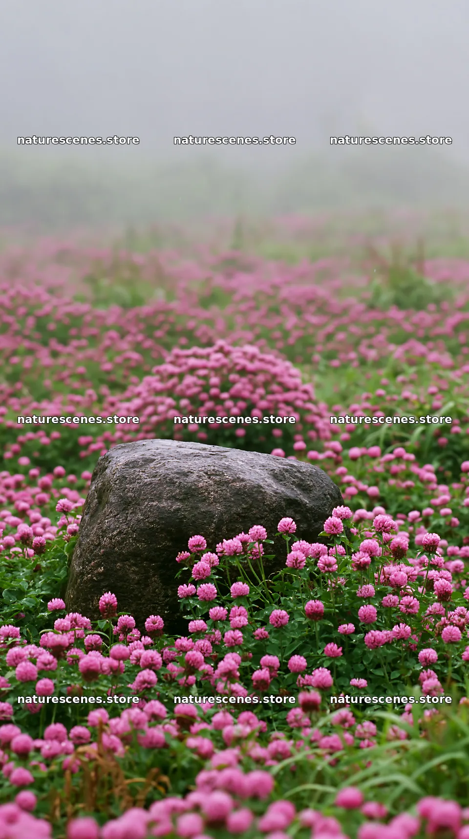 Hiroshima rainy meadow smooth rock foreground – nature scenes 5938x10608