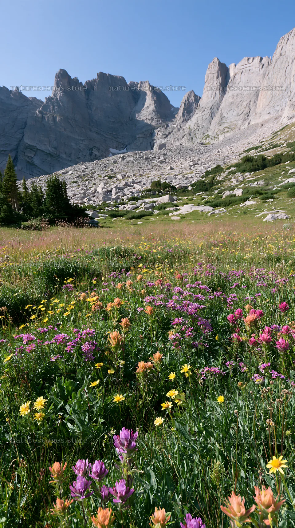 Meadow filled with flowers beneath rocky crags – nature scenes 5938x10608