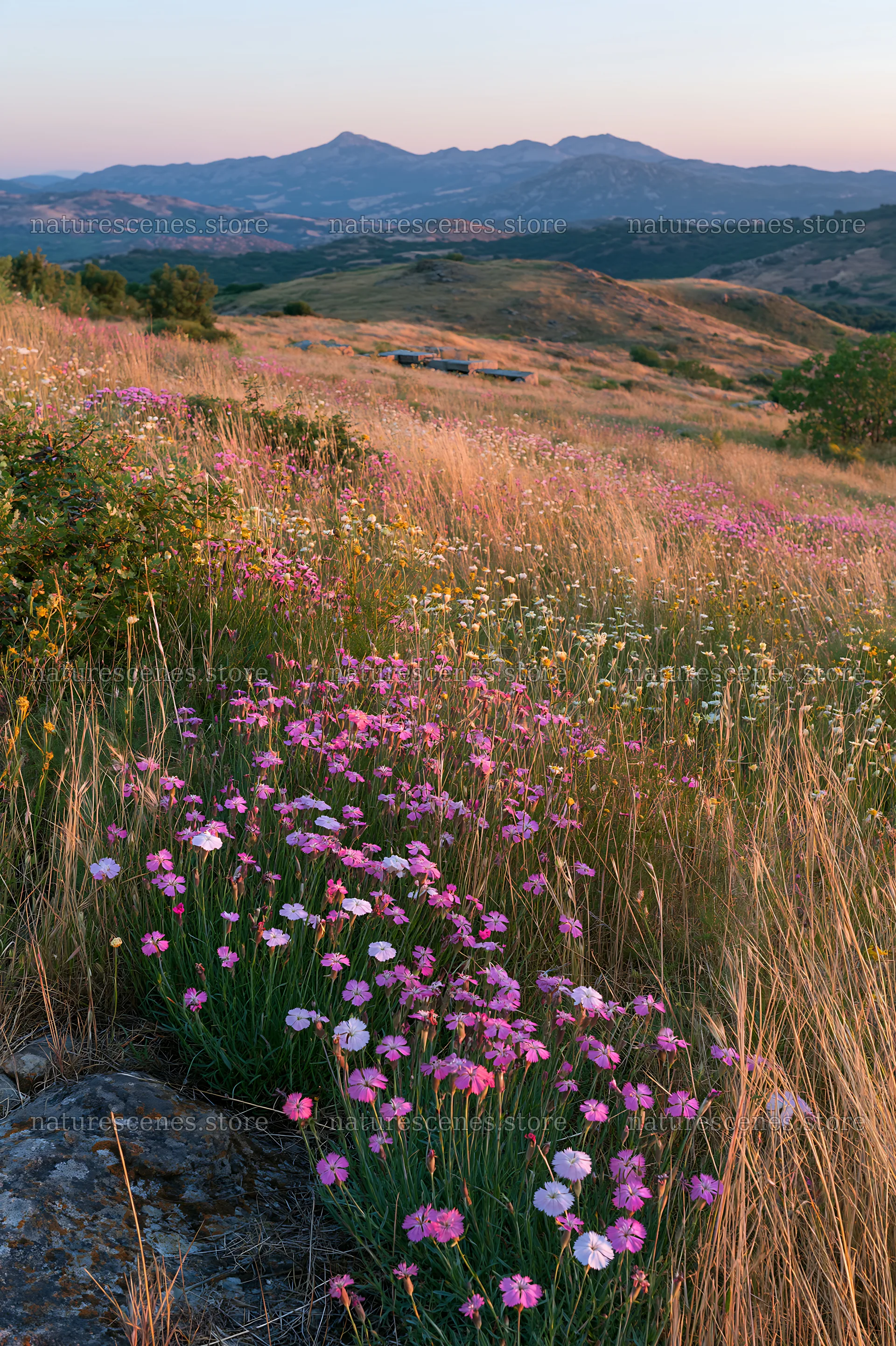 Night-blooming meadow with wildflowers under evening light – nature scenes 6480x9722