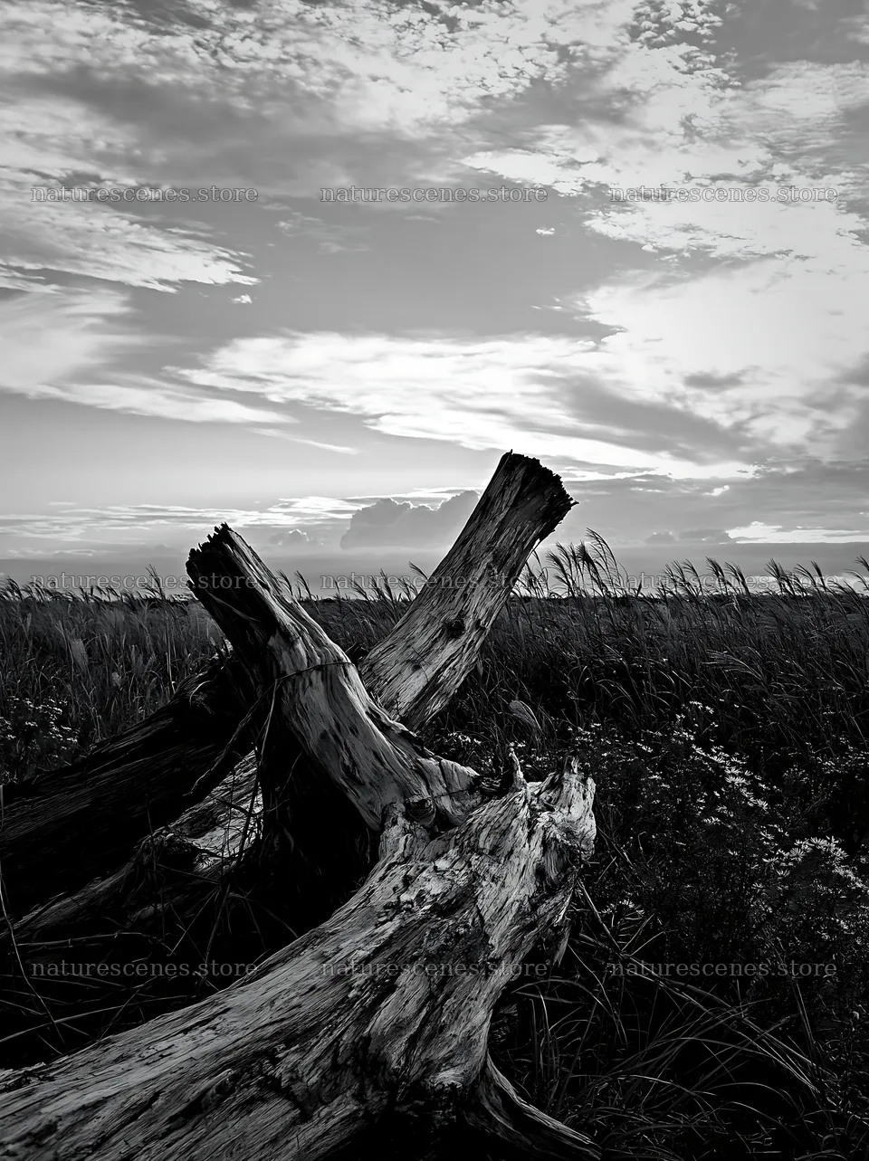 Chiba coastal climate meadow with driftwood in the foreground – nature scenes 6866x9174