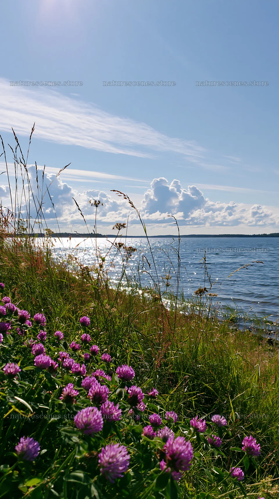 Sunlit lakeside meadow with flowers and water reflections – nature scenes 5938x10608