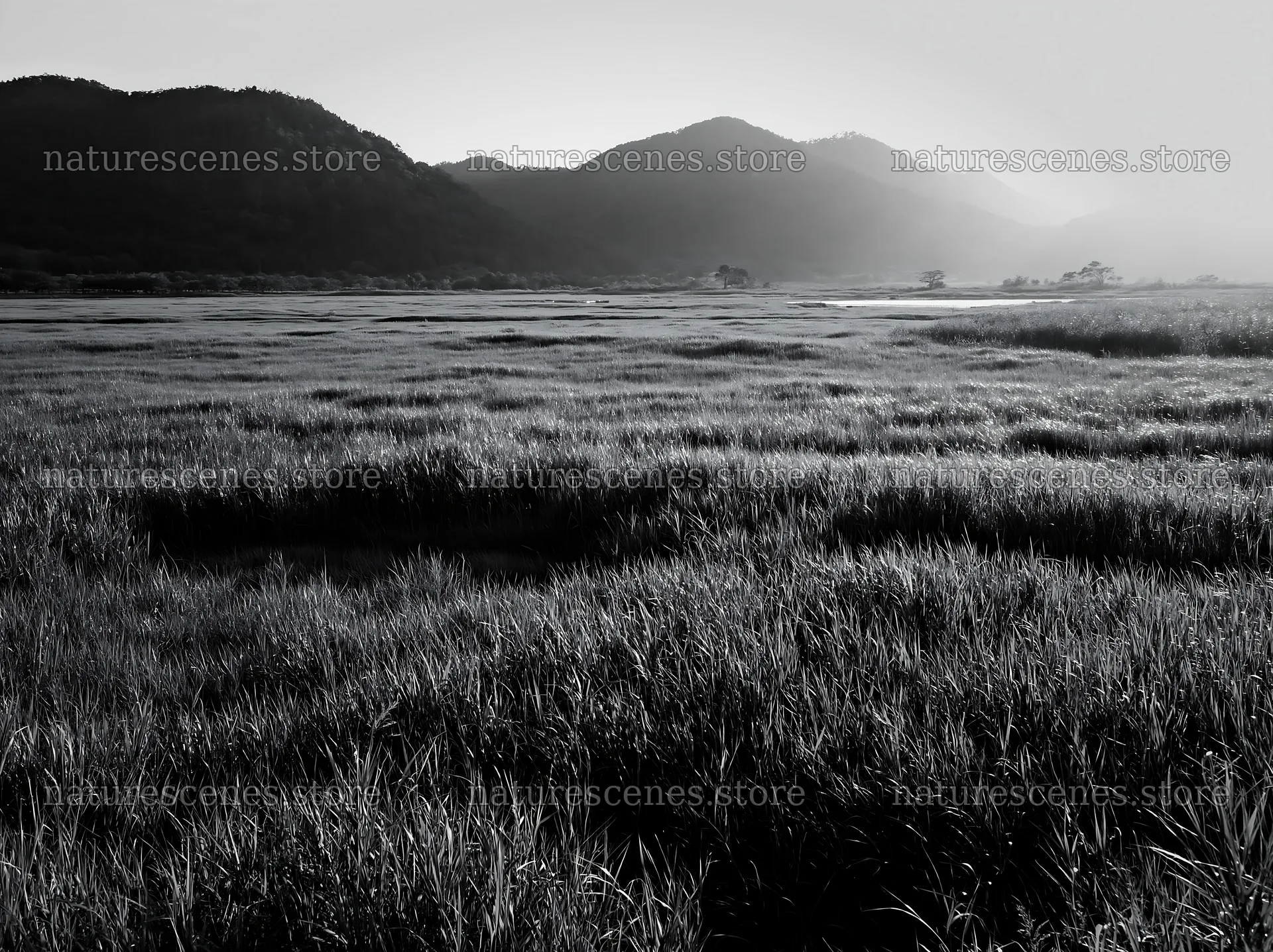 Shiga wetland meadow with reeds and distant mountains – nature scenes 9174x6866