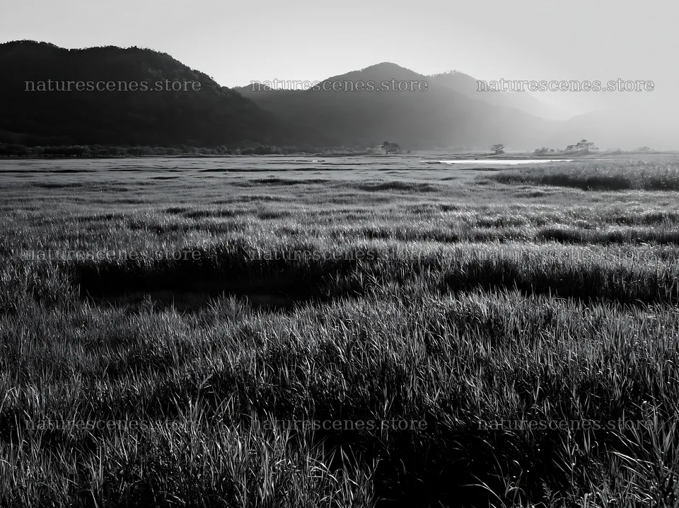 Shiga wetland meadow with reeds and distant mountains – nature scenes 9174x6866