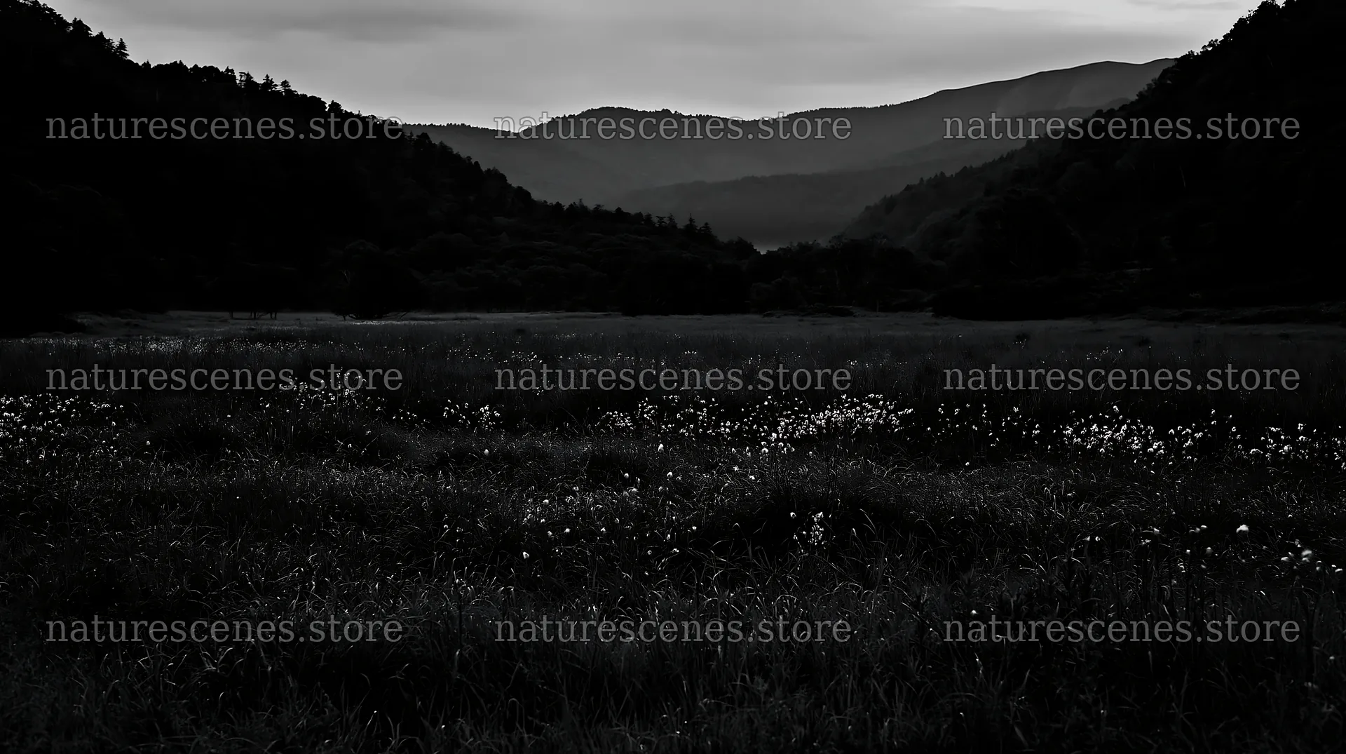 Iwate rain refreshed meadow seedhead foreground – nature scenes 10608x5938