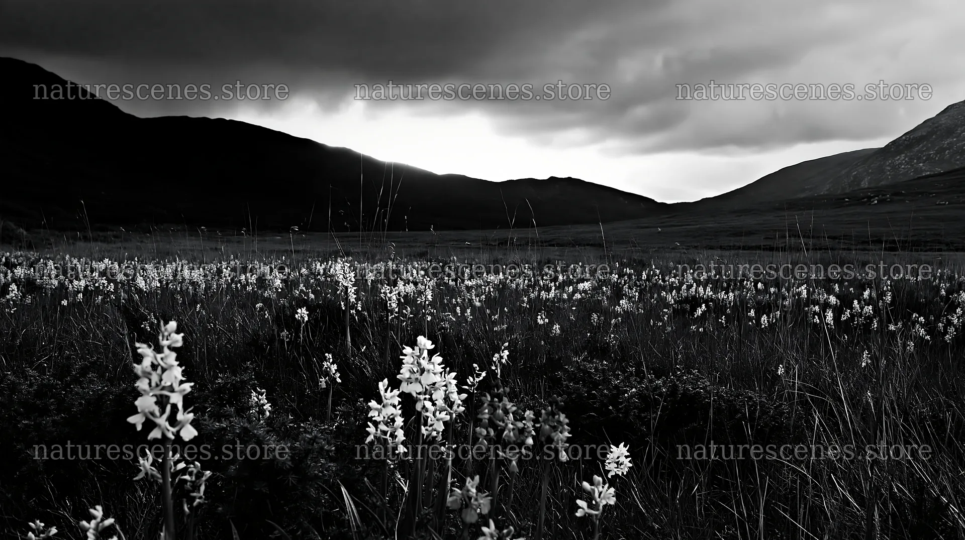 Colorful orchids in a meadow with dark mountains in the background – nature scenes 10608x5938