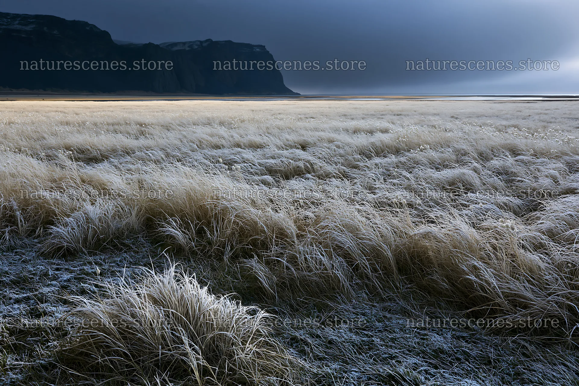 Frosty coastal meadow with tall grass and dark cliffs nearby – nature scenes 9722x6480