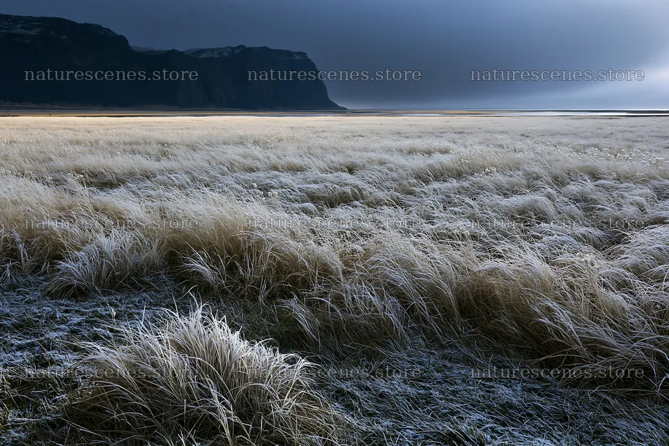Frosty coastal meadow with tall grass and dark cliffs nearby – nature scenes 9722x6480