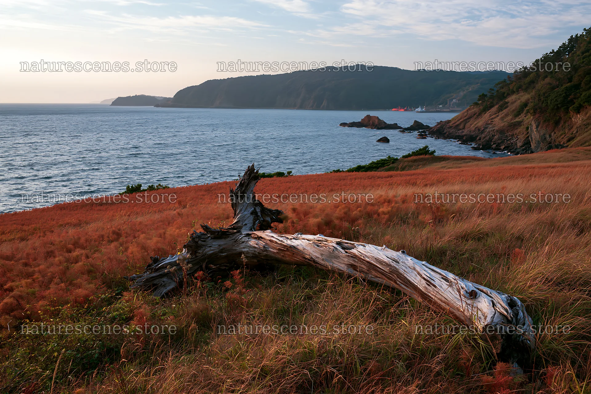 Nagasaki coastal meadow driftwood foreground mood – nature scenes 9722x6480
