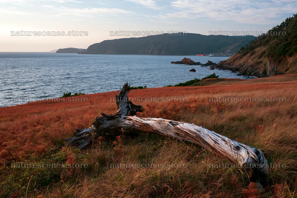 Nagasaki coastal meadow driftwood foreground mood – nature scenes 9722x6480