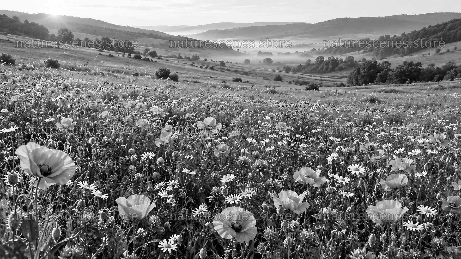 Black-and-White Wildflower Meadow and Rolling Hills – nature scenes 10324x5812