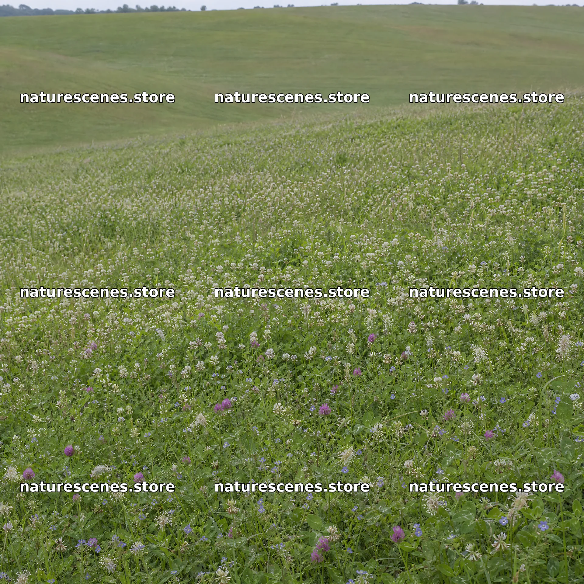 Clover speedwell meadow with a green landscape and blooms – nature scenes 7938x7938