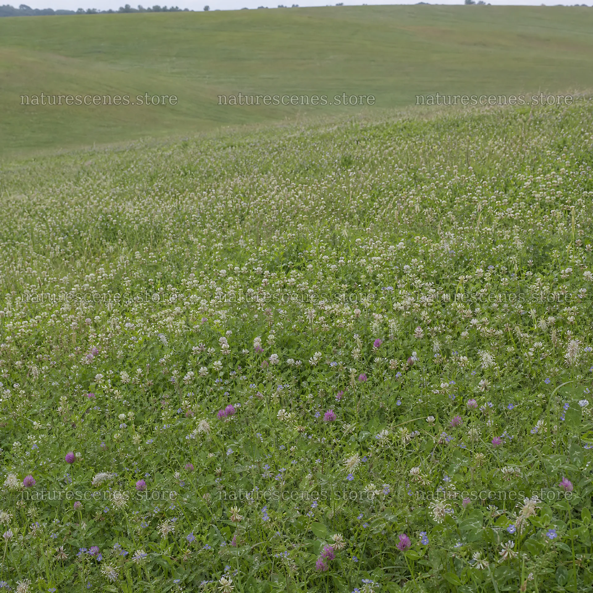 Clover speedwell meadow with a green landscape and blooms – nature scenes 7938x7938