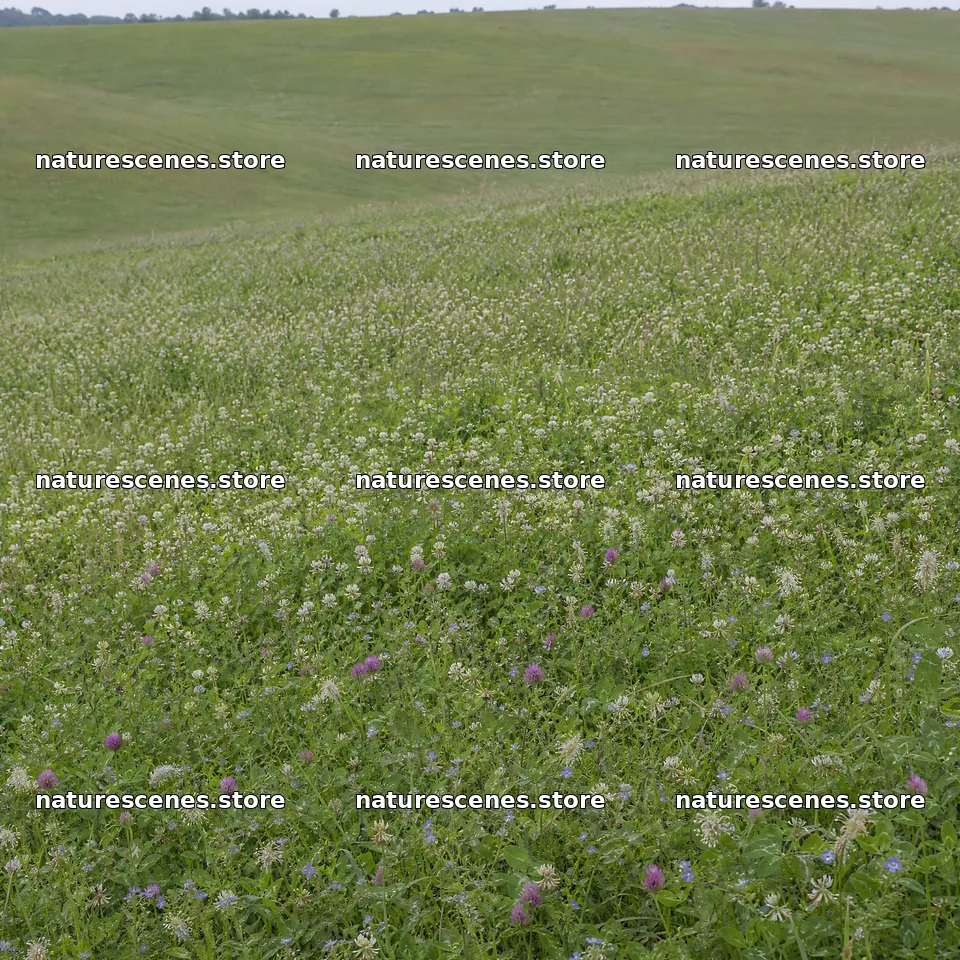 Clover speedwell meadow with a green landscape and blooms – nature scenes 7938x7938