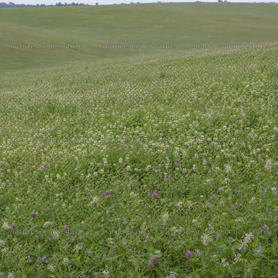 Clover speedwell meadow with a green landscape and blooms – nature scenes 7938x7938