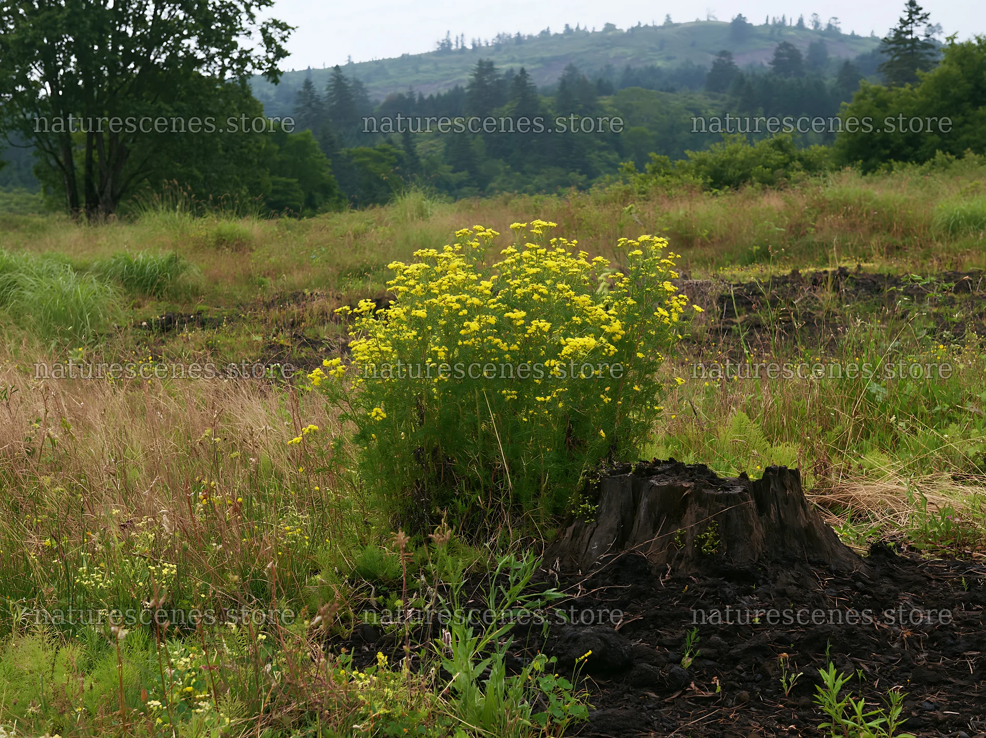 Fukushima native meadow with weathered stump – nature scenes 9174x6866
