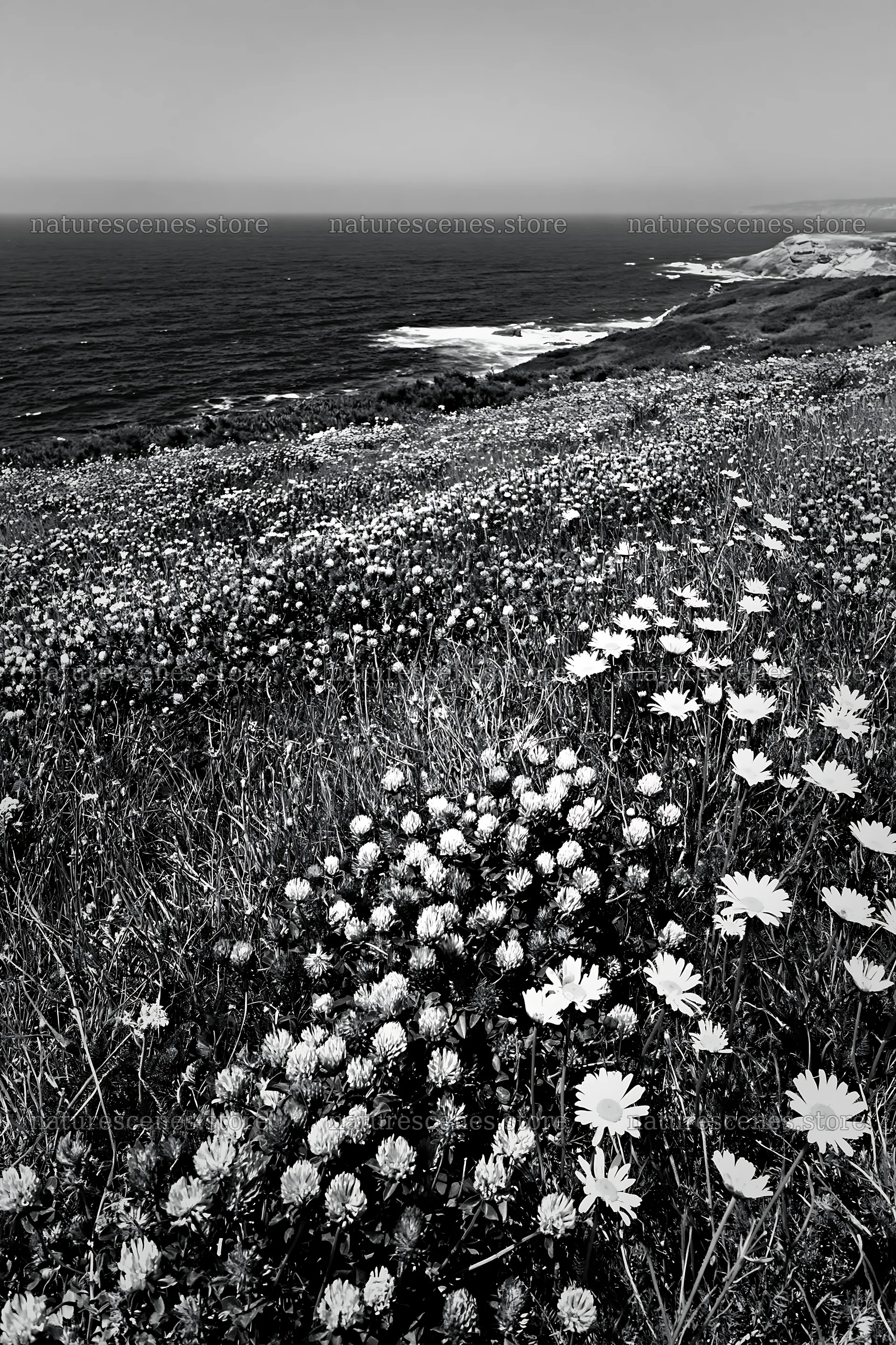 Portuguese meadow with flowers above Atlantic coast – nature scenes 6480x9722