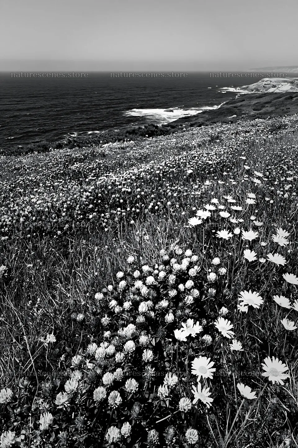 Portuguese meadow with flowers above Atlantic coast – nature scenes 6480x9722