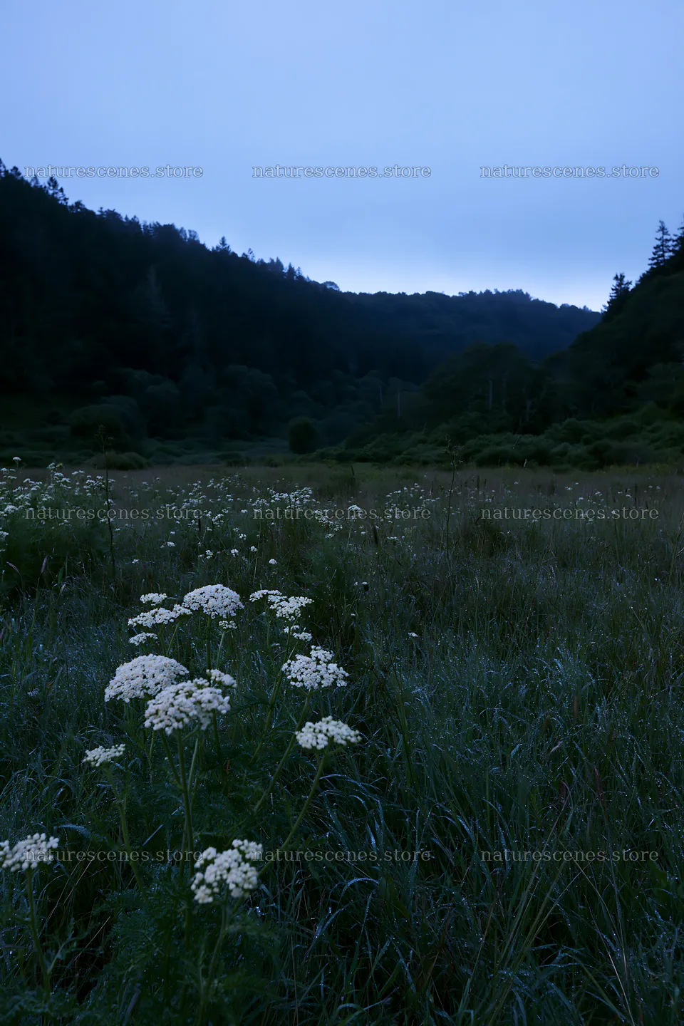 Rainy valley meadow with wildflowers under cloudy sky – nature scenes 6480x9722