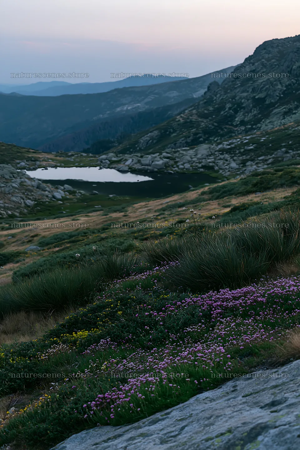 Moonlit meadow with flowers near a lake in the mountains – nature scenes 6480x9722