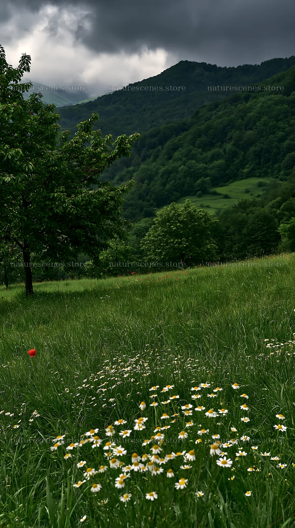 Moody meadow with wildflowers and green hills – nature scenes 5938x10608
