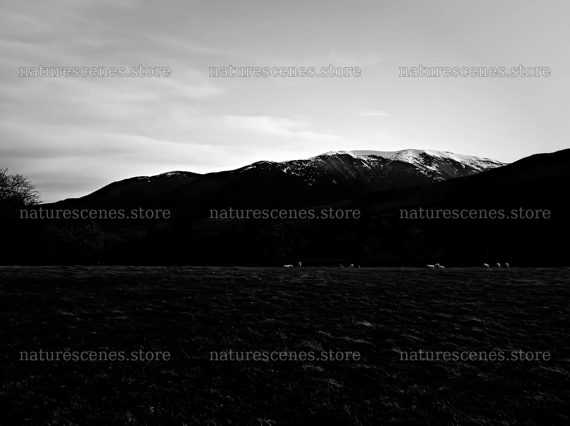 Valley apple meadow with mountains and pink sky at sunset – nature scenes 9174x6866