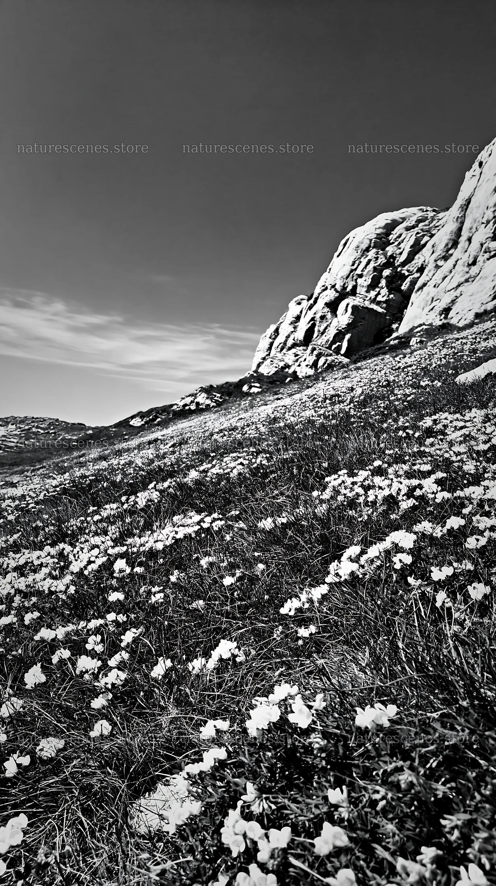 Sunny limestone meadow with flowering plants near rocky hillside – nature scenes 5938x10608