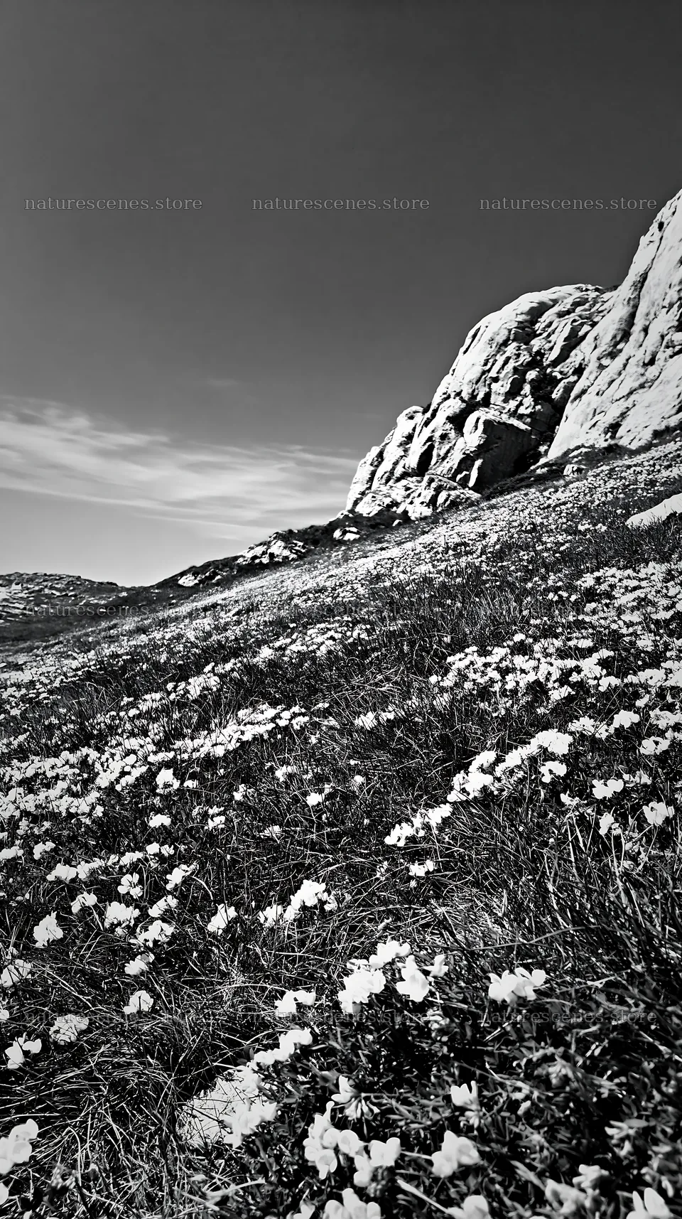Sunny limestone meadow with flowering plants near rocky hillside – nature scenes 5938x10608