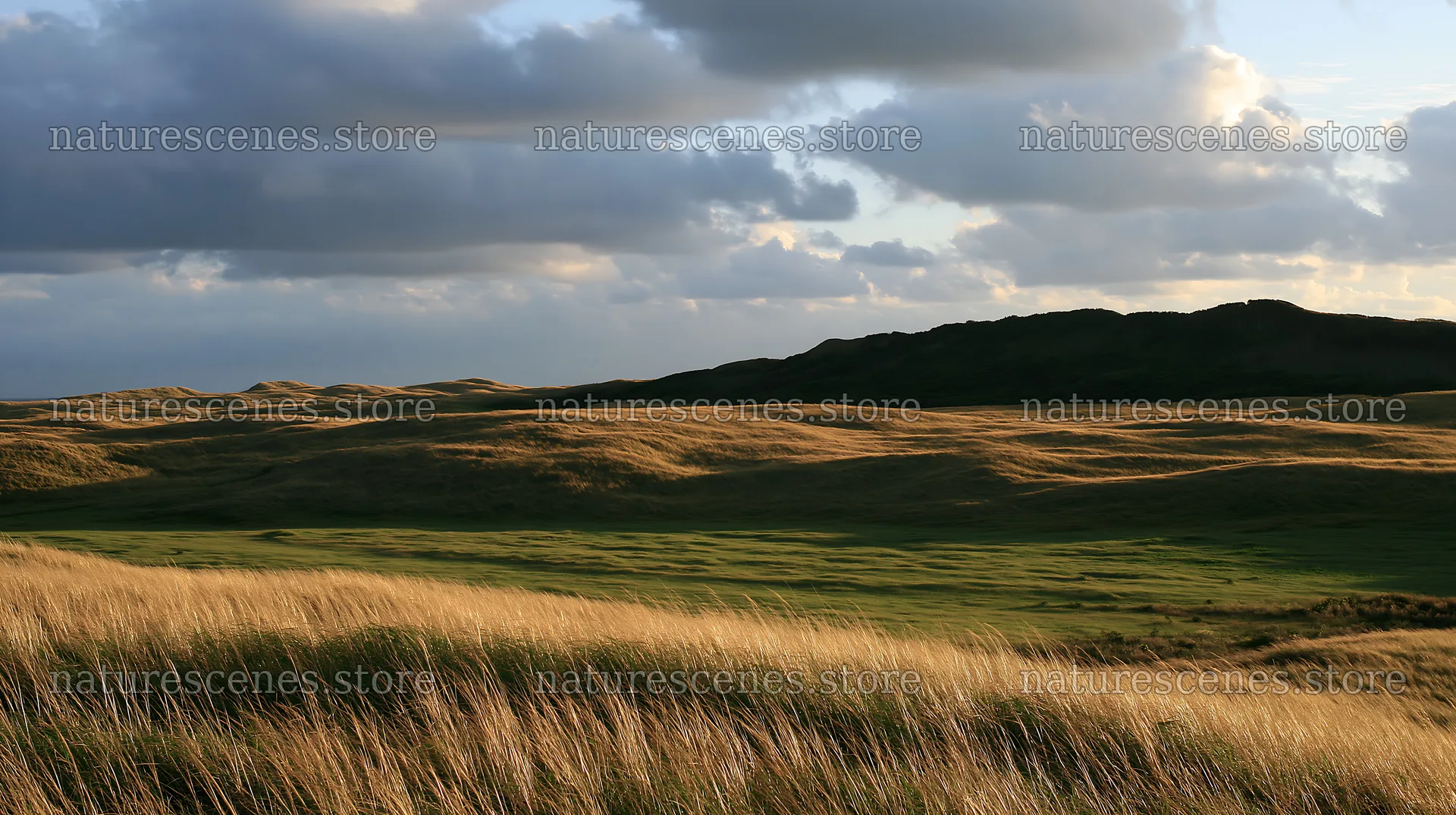 Tottori windy meadow with dune grasses under a cloudy sky – nature scenes 10608x5938