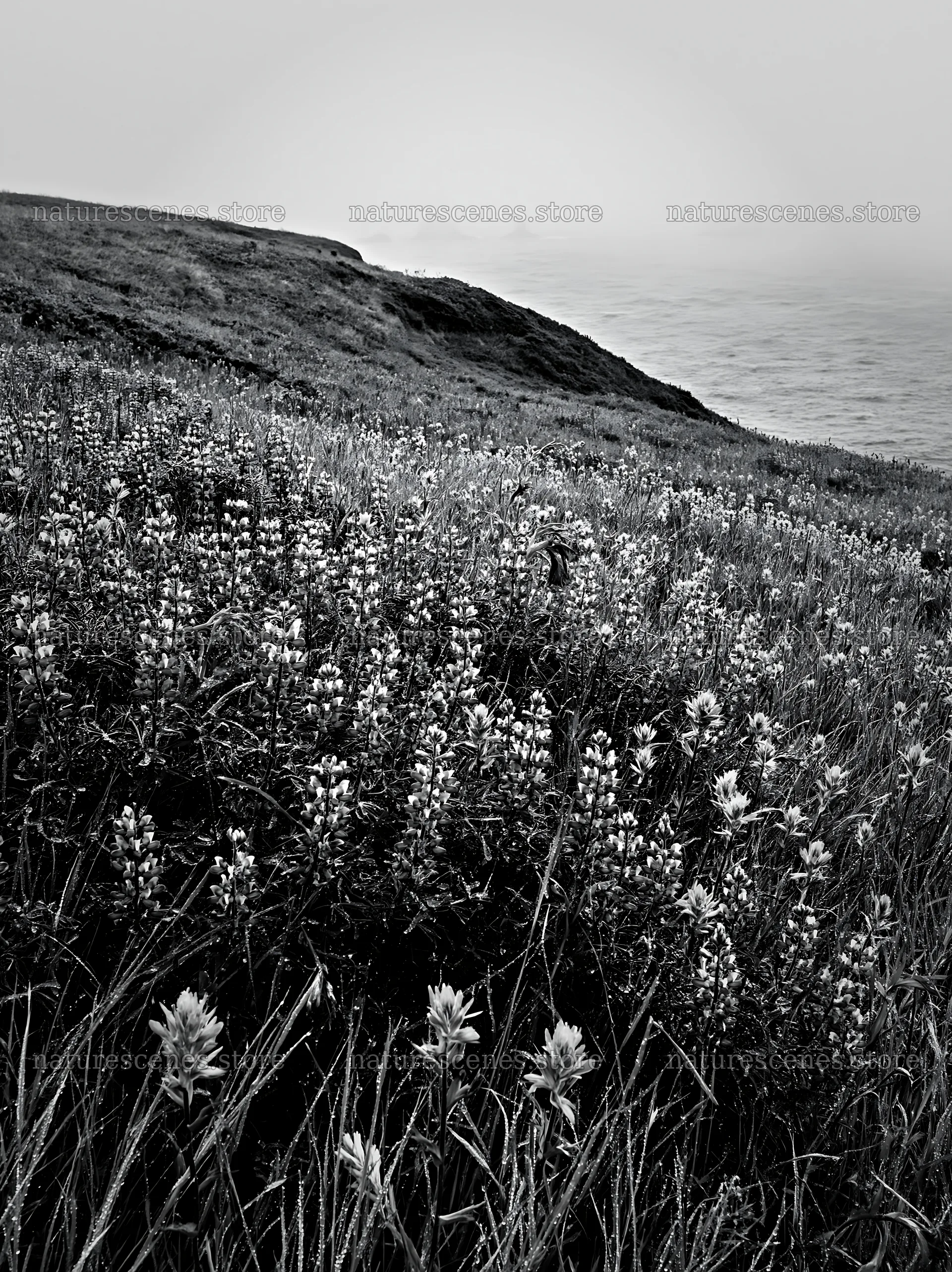 Colorful flowers in a coastal meadow near the ocean – nature scenes 6866x9174