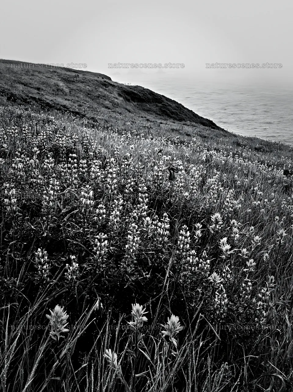 Colorful flowers in a coastal meadow near the ocean – nature scenes 6866x9174