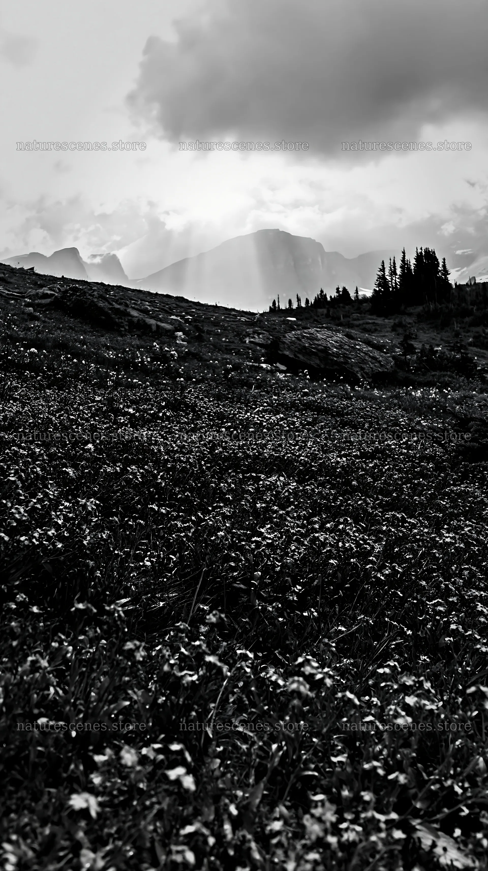 Light rays over Sunshine Meadows in Banff park – nature scenes 5938x10608