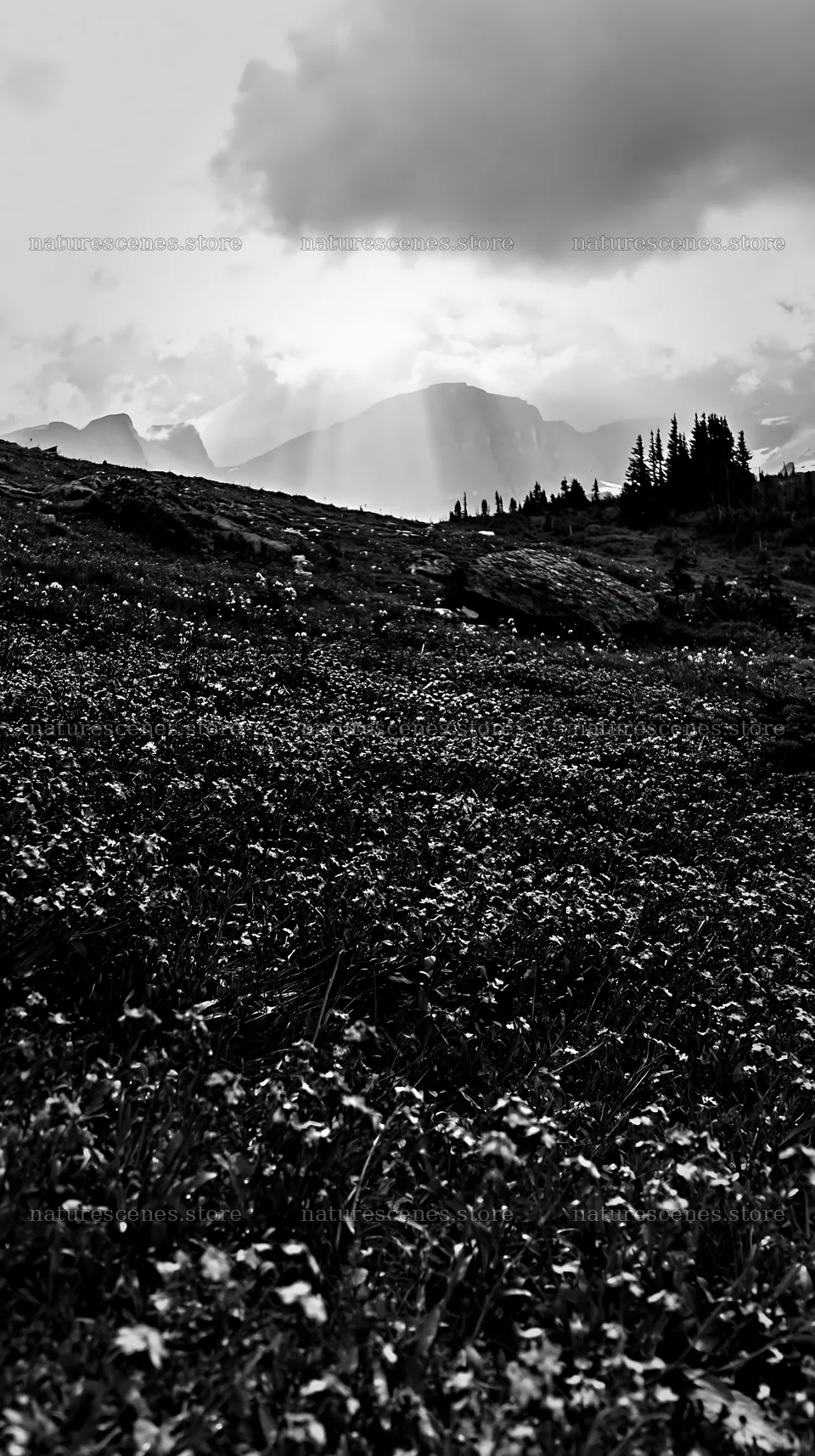 Light rays over Sunshine Meadows in Banff park – nature scenes 5938x10608