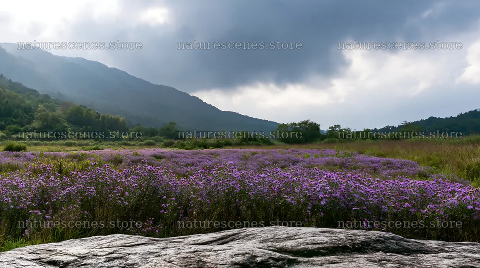 Hiroshima rainy meadow smooth rock foreground – nature scenes 10608x5938