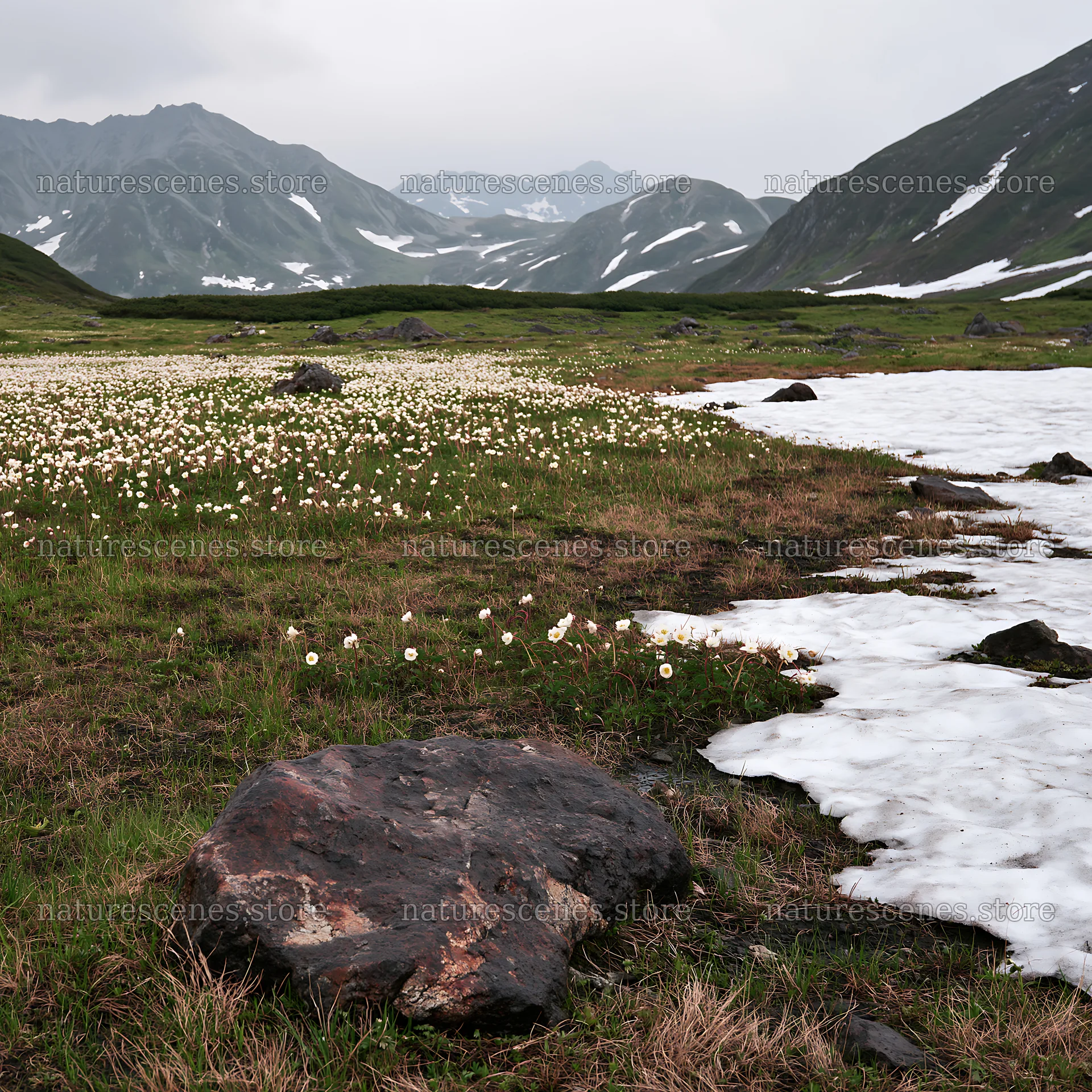 Snowmelt on alpine meadow in Toyama with rocks and flowers – nature scenes 7938x7938