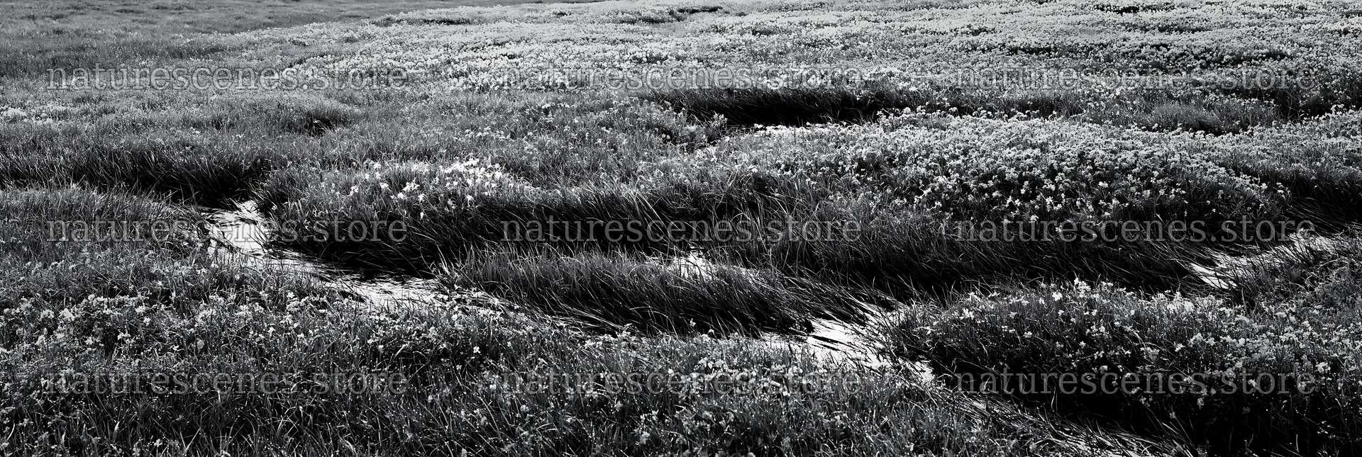 Biodiverse Nagano silver grass meadow dew in morning light – nature scenes 13690x4602