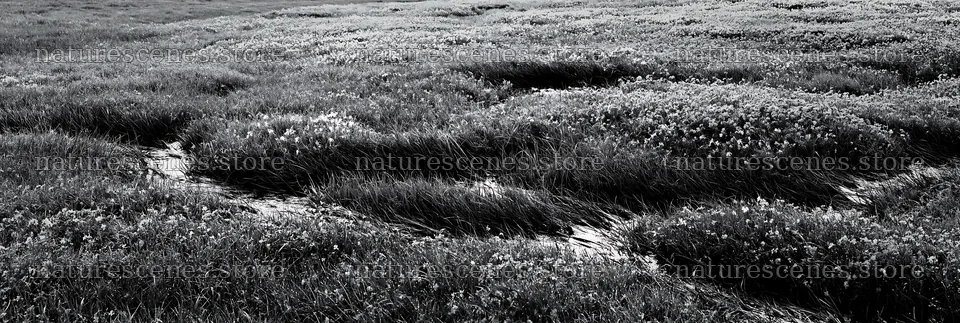 Biodiverse Nagano silver grass meadow dew in morning light – nature scenes 13690x4602