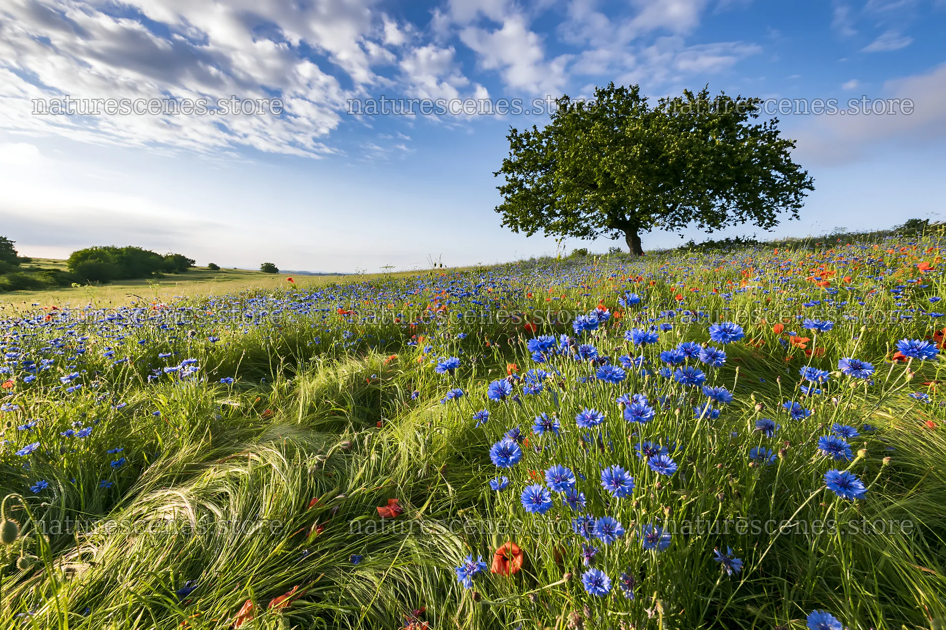 Colorful cornflower meadow under a blue sky with clouds – nature scenes 9722x6480