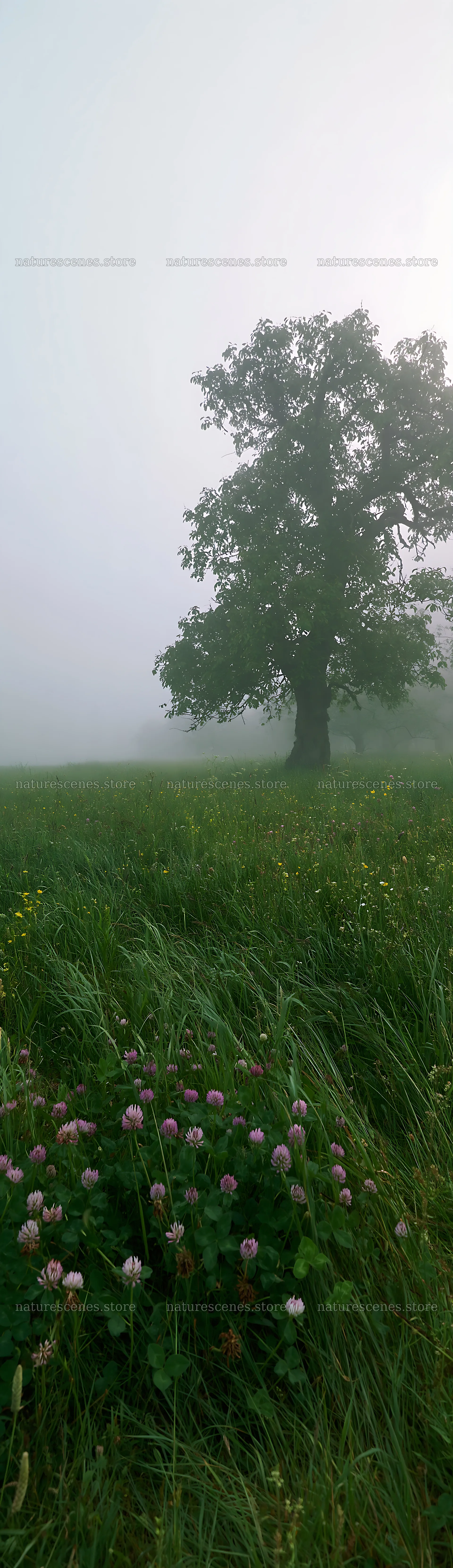 Foggy orchard meadow with tree and flowers – nature scenes 4268x14762