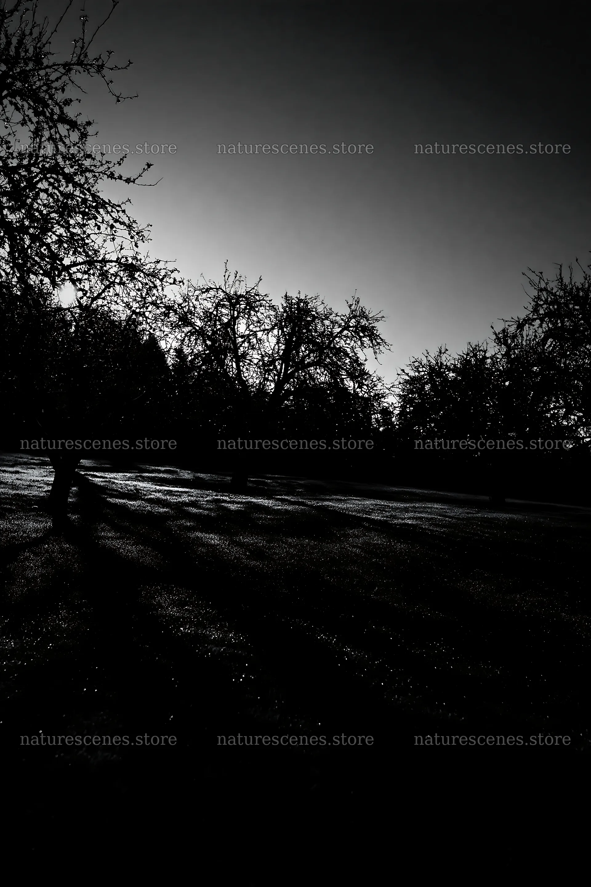 Moody orchard meadow at dusk with long shadows – nature scenes 6480x9722