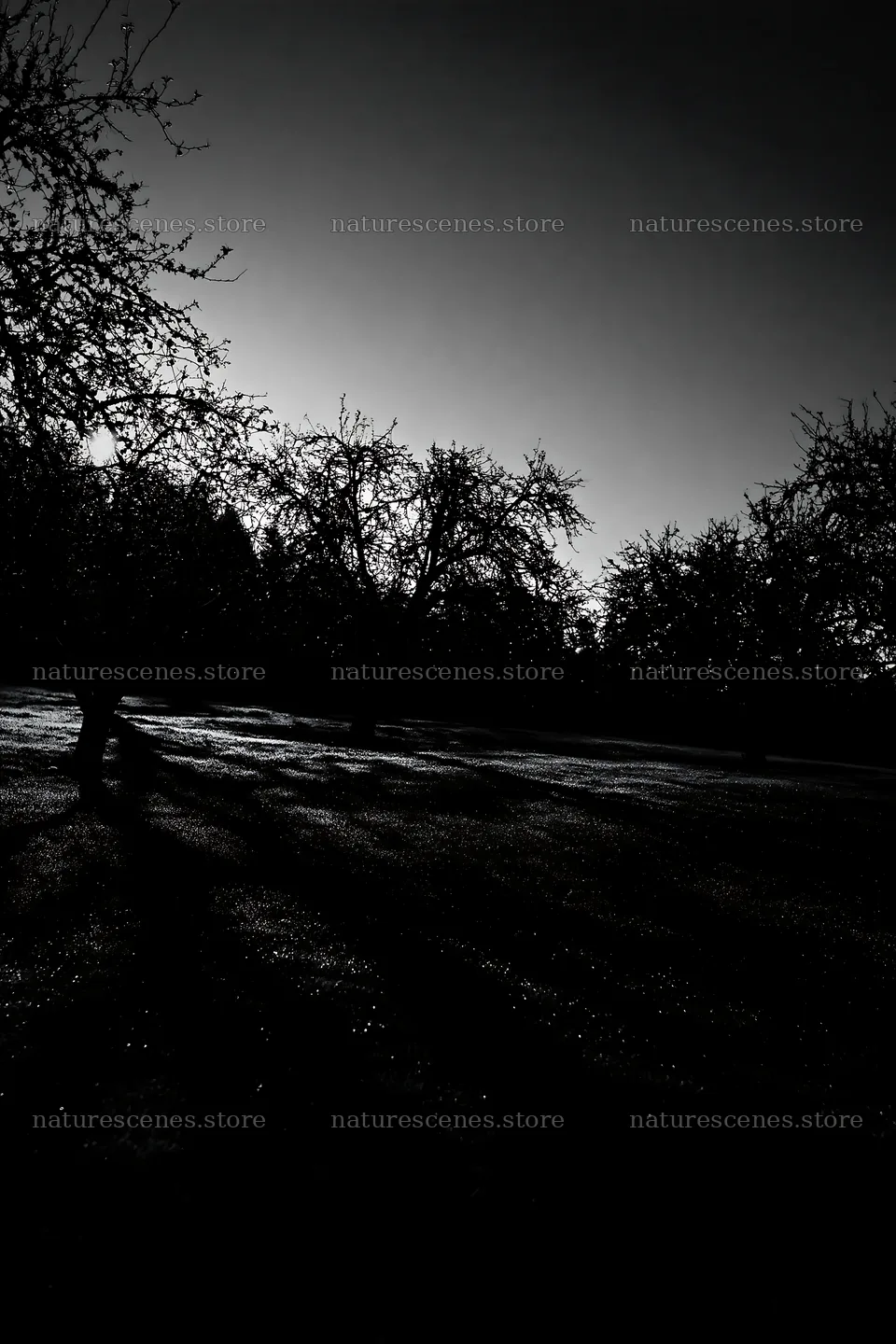 Moody orchard meadow at dusk with long shadows – nature scenes 6480x9722