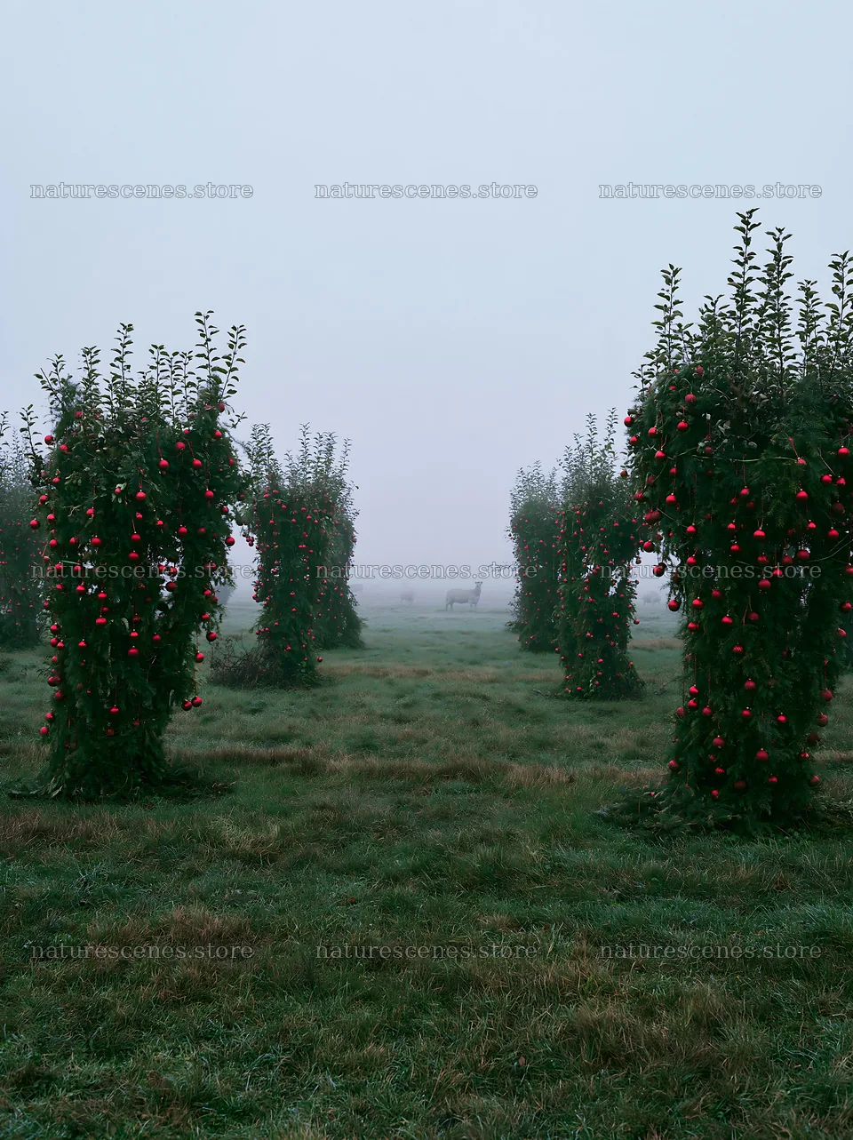 Christmas meadow with apple trees and garlands in fog – nature scenes 6866x9174