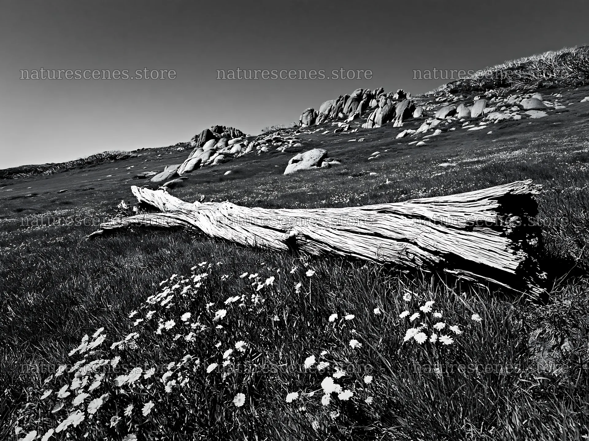 Weathered log on meadow with wildflowers and rocky landscape – nature scenes 9174x6866